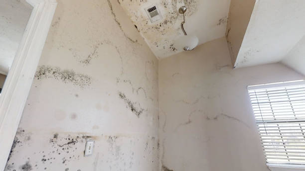 Best Comprehensive Air Testing for Mold Contaminants  in Marienville, PA