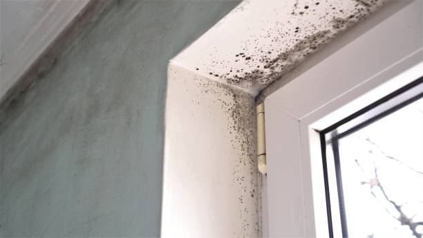 Trusted Marienville, PA Mold Removal Experts
