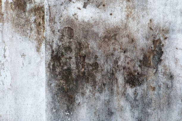 Mold Removal for HVAC Installations in Marienville, PA