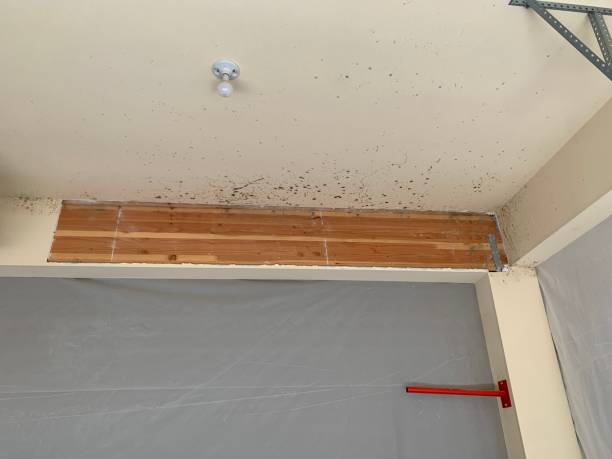 Best Post-Remediation Verification Testing  in Marienville, PA