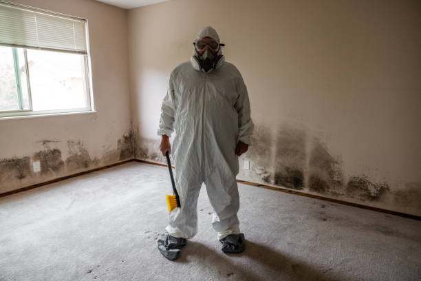 Best Mold Remediation for Vacation Homes  in Marienville, PA