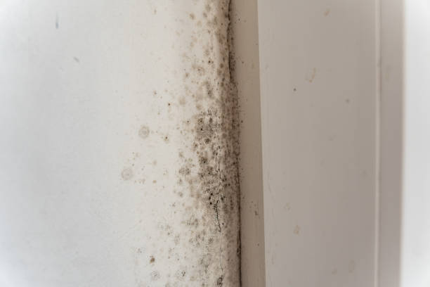 Best Biohazard Mold Removal  in Marienville, PA